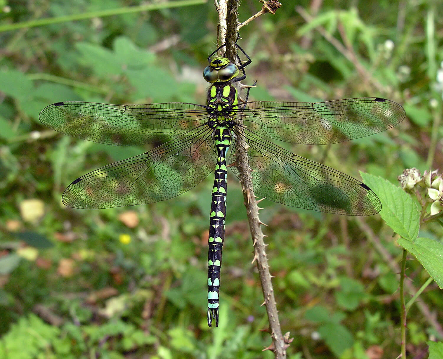 Male Aeshna cyanea by David Kitching